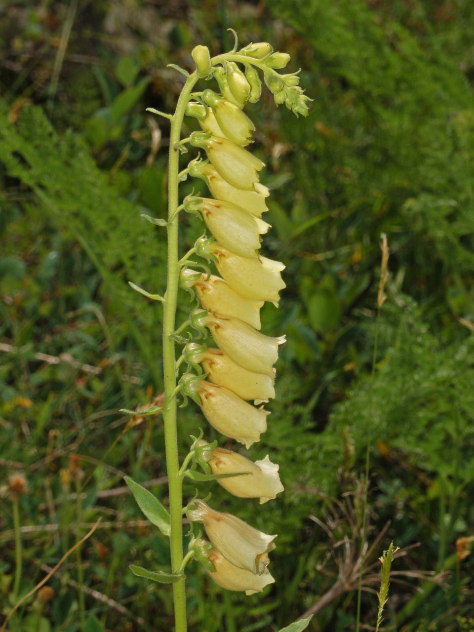 Digitalis grandiflora / Digitale gialla grande